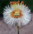 پای کره اسبی